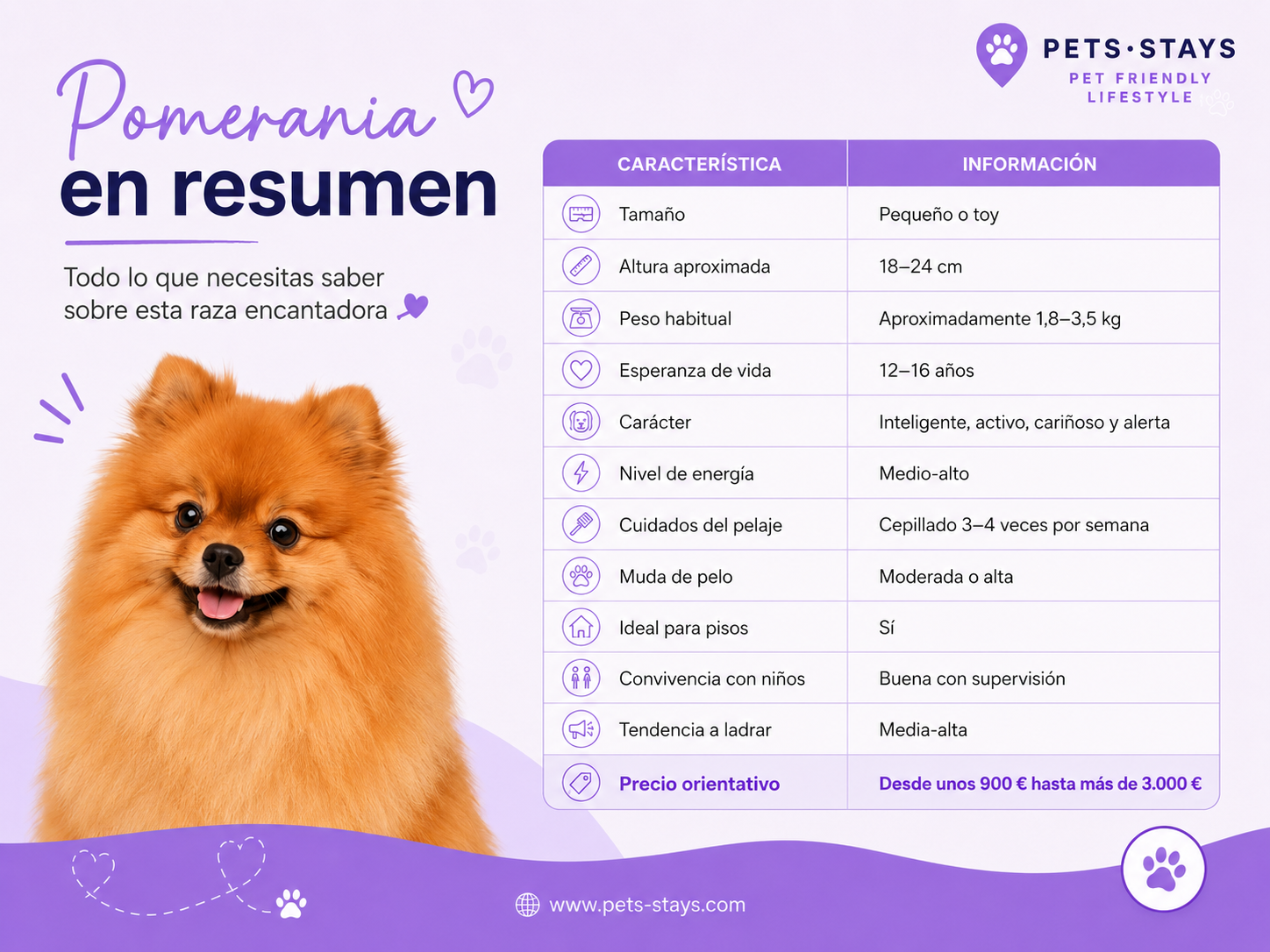 Pomerania todo sobre esta raza