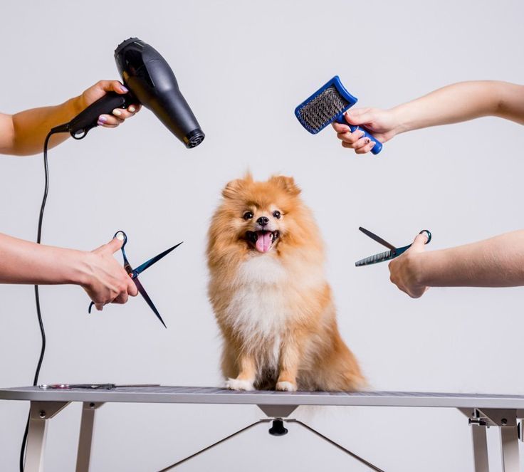 spa para perros