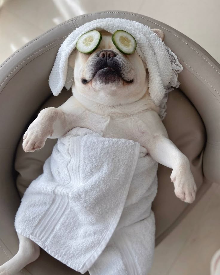 spa para perros