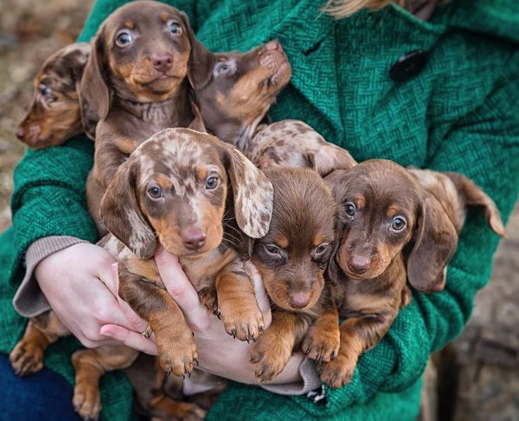 Cachorros teckel