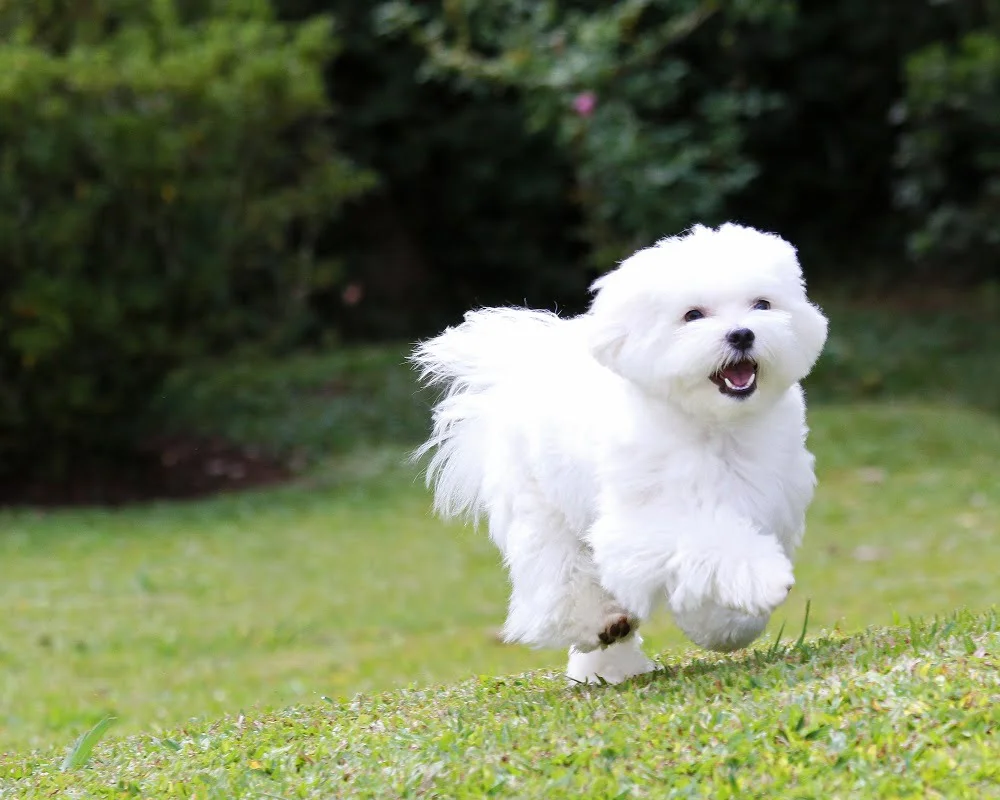 cachorro bichon maltes
