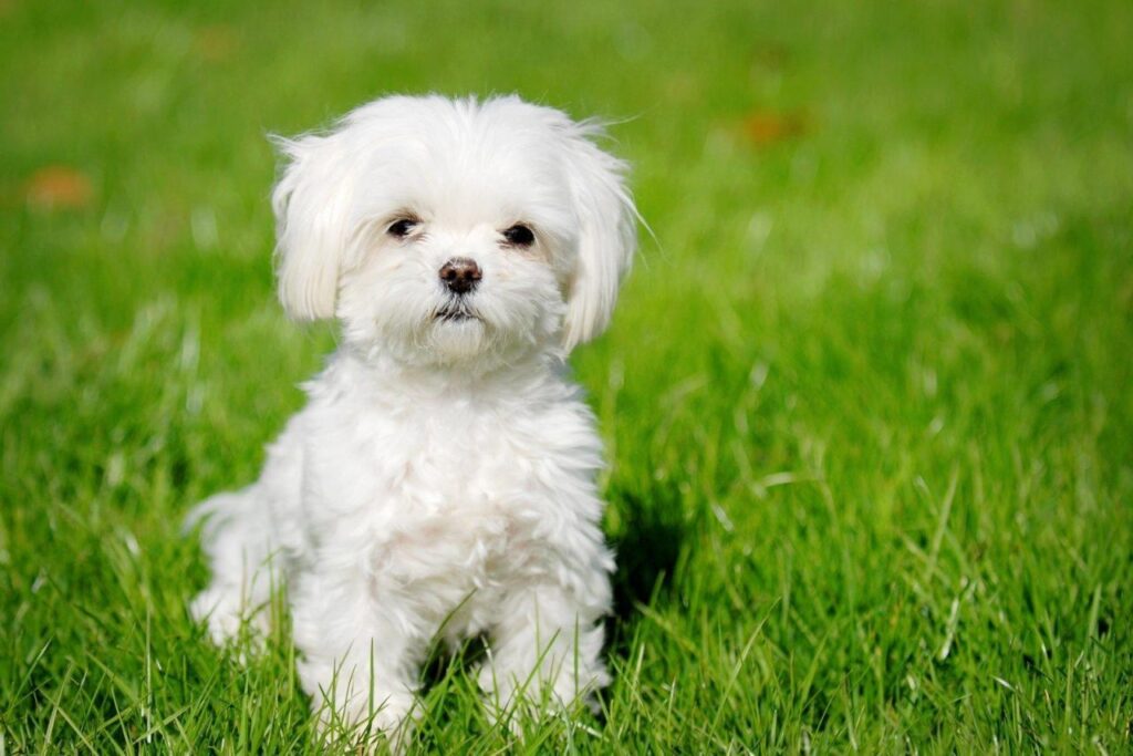 Bichón Maltés