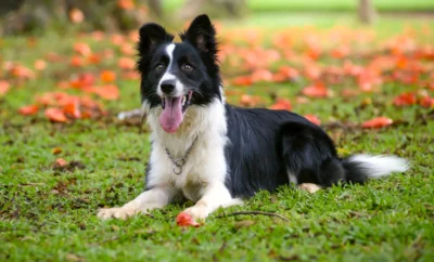 Perro Border Collie: características, adiestramiento y consejos de expertos