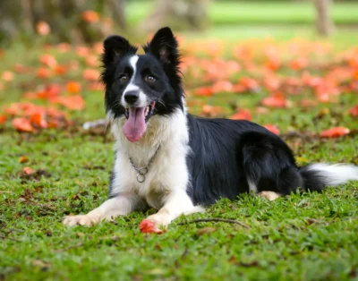 Perro Border Collie: características, adiestramiento y consejos de expertos