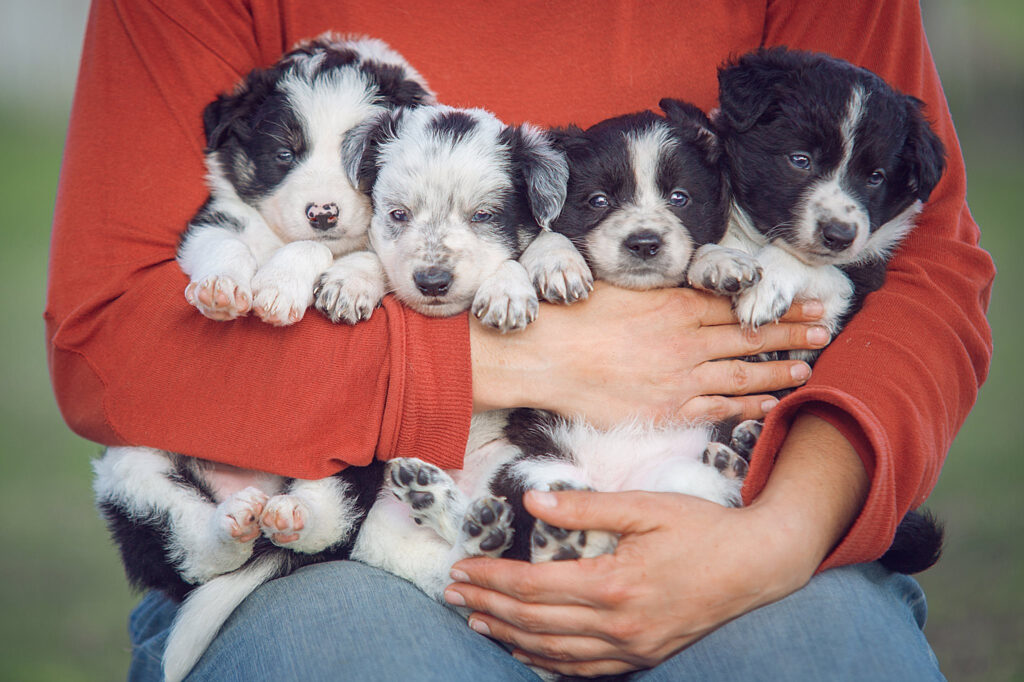 Cachorro Border Collie