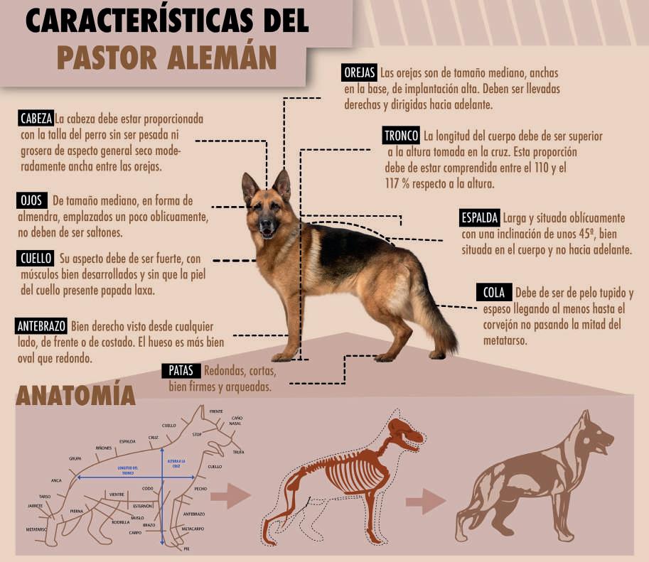 Perro pastor aleman