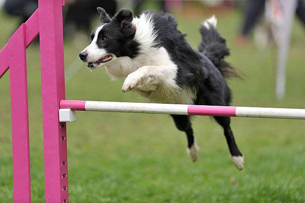 Border Collie España