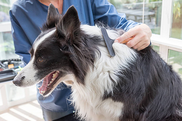 Higiene y cuidado del Perro Border Collie