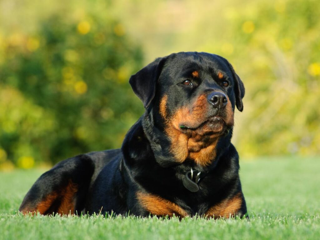 Perro Rottweiler