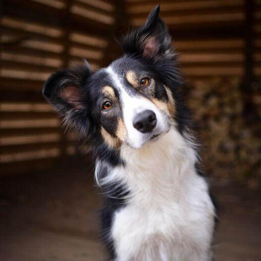 rasgos físicos del Border Collie