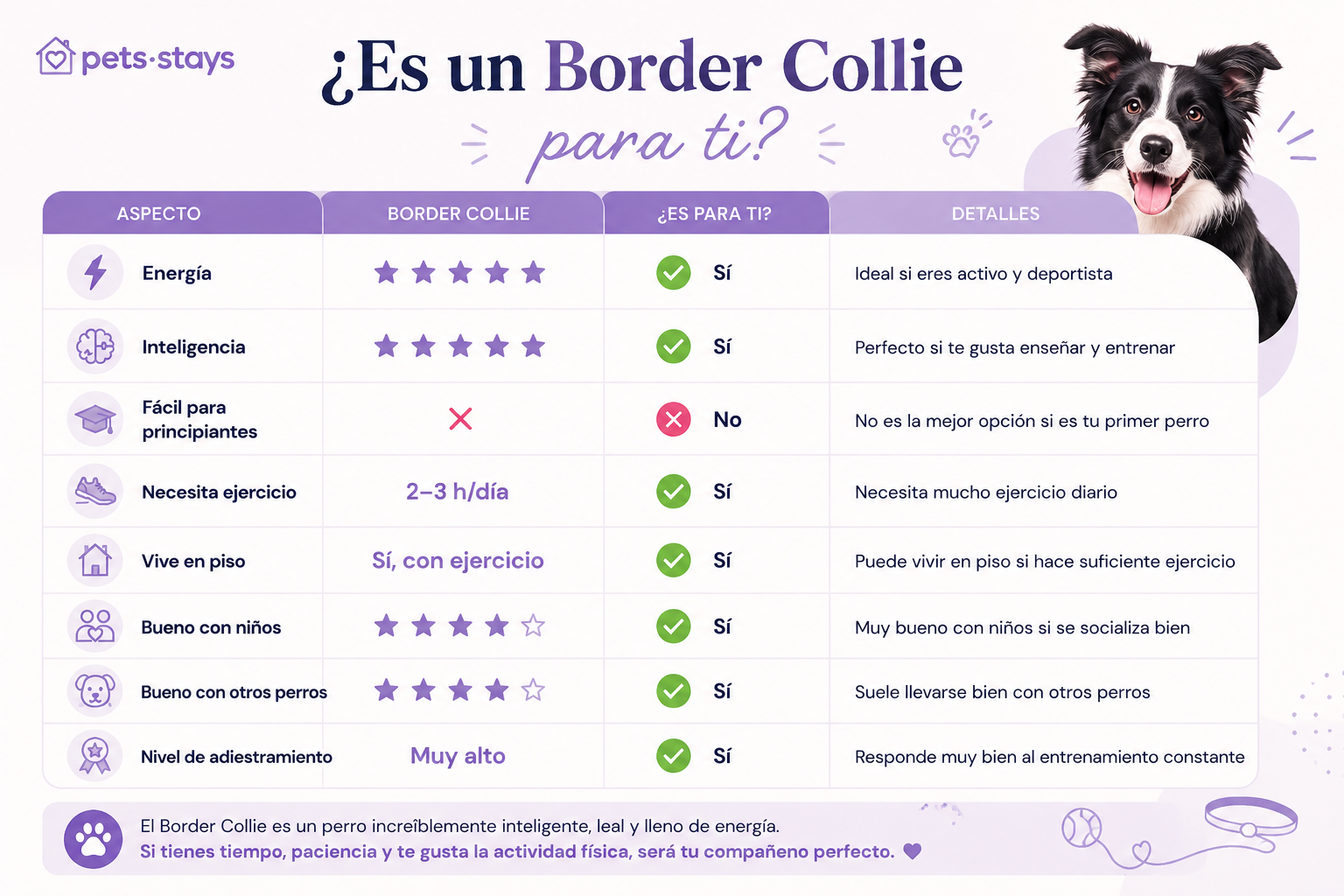 ¿Es un Border Collie para ti?