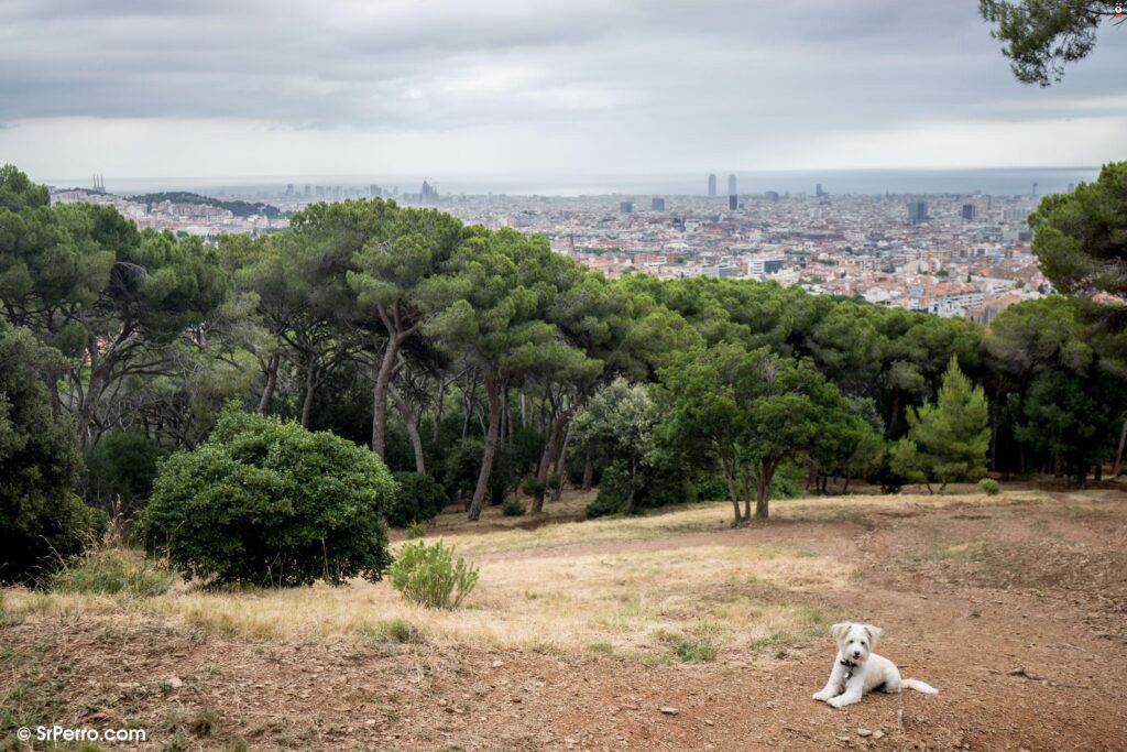 Parc de Collserola para perros Barcelona
