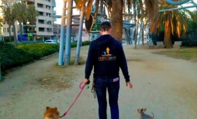 Perro Sano | Residencia para perros pequeños Barcelona