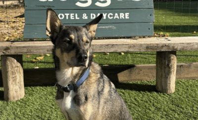 Doggos | Residencia Canina