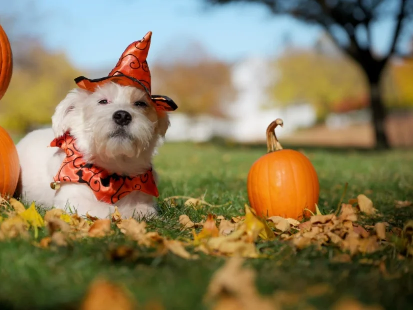 Disfraz de halloween para perros