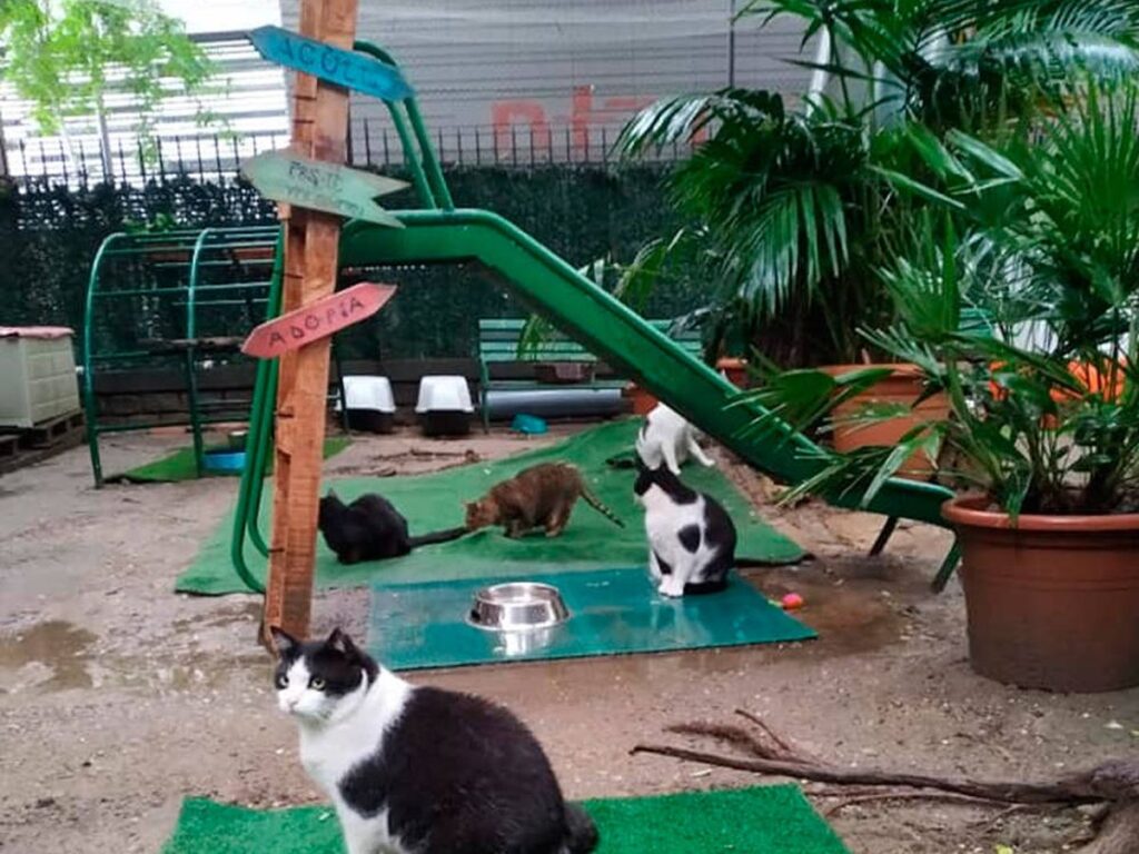 Voluntariado gatos barcelona