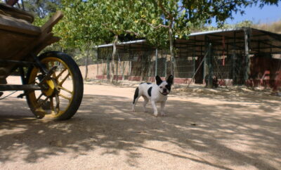 Arenyscan | Residencia Canina y Felina