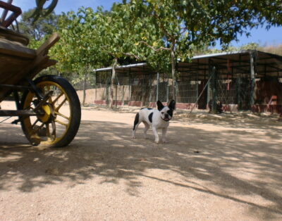 Arenyscan | Residencia Canina y Felina