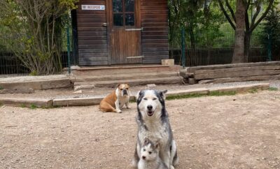 Residencia Canina del Cadí
