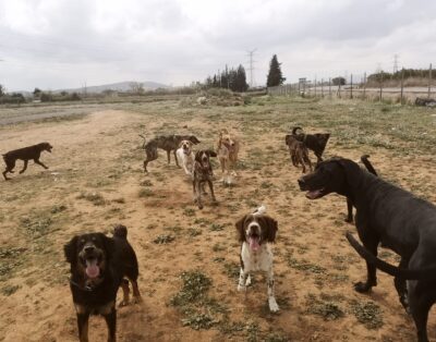 Cencaval | Residencia Canina