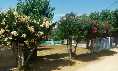 Big Fai | Residencia Canina