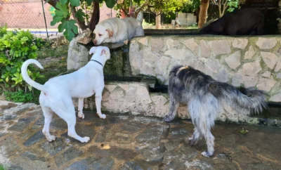 Eco Can | Residencia Canina