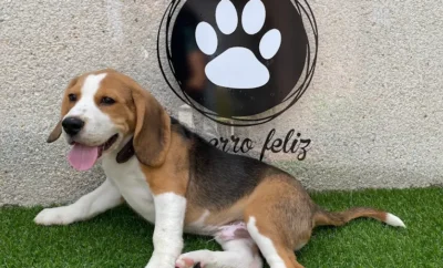 El Perro Feliz | Guardería Canina en Madrid