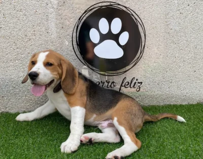 El Perro Feliz | Guardería Canina en Madrid