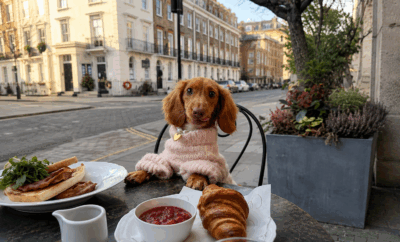 Dónde encontrar los cafés mas cool pet friendly en Madrid