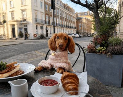 Dónde encontrar los cafés mas cool pet friendly en Madrid
