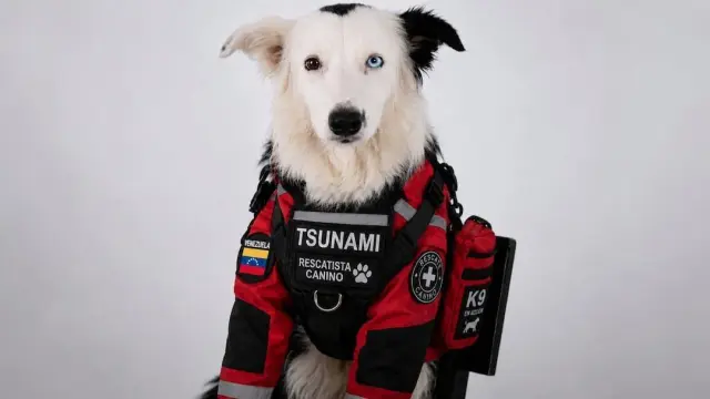 perros de rescate Tsunami