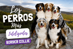Perro Border Collie