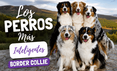 Perro Border Collie: características, adiestramiento y consejos de expertos