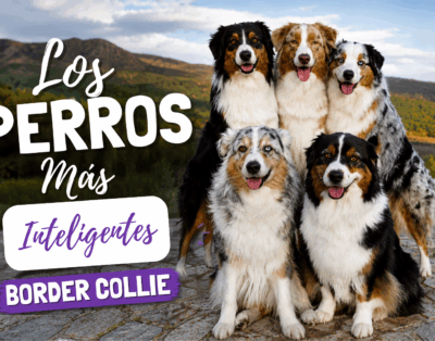 Perro Border Collie: características, adiestramiento y consejos de expertos