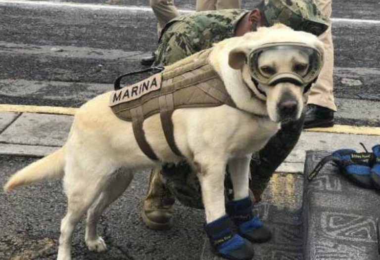 Frida México perros héroes