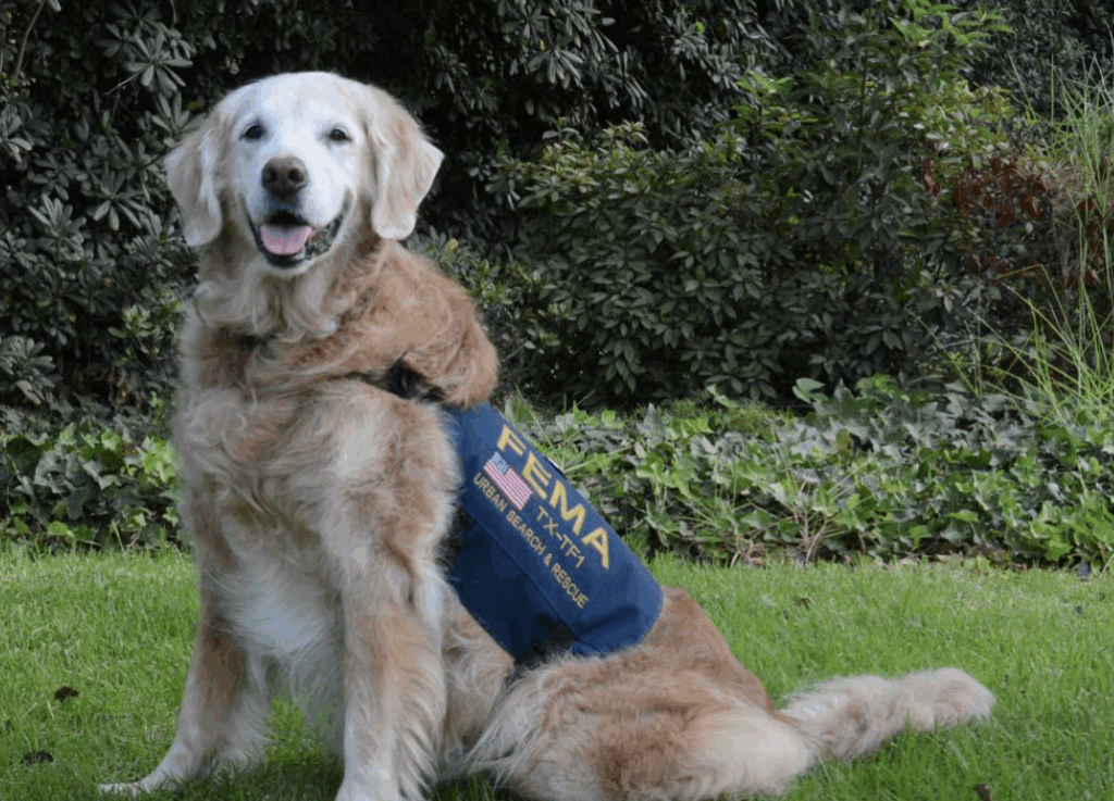 Bretagne Estados Unidos perros héroes