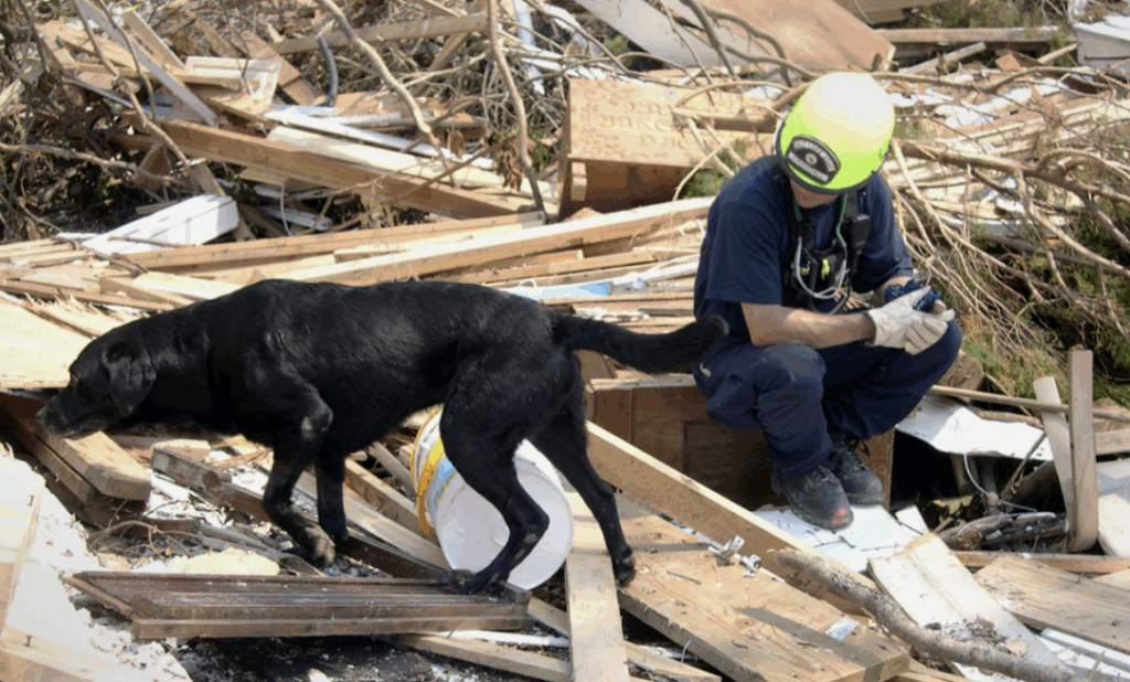 Jake Estados Unidos perros héroes