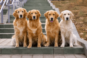 Golden Retriever perro