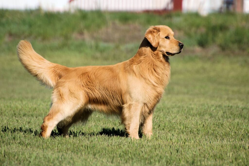 características del Golden Retriever