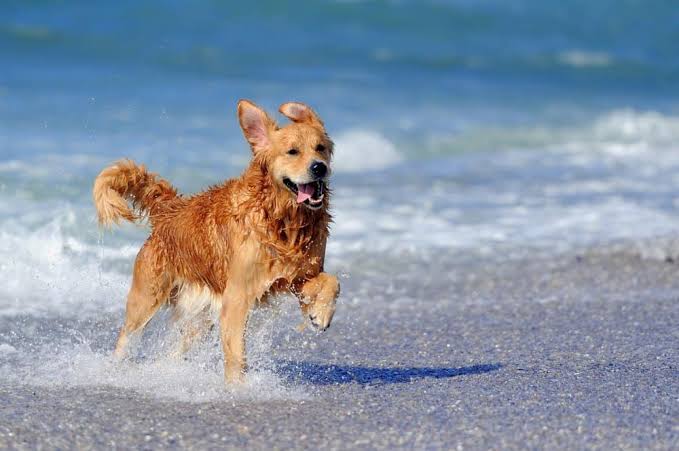 El Golden Retriever