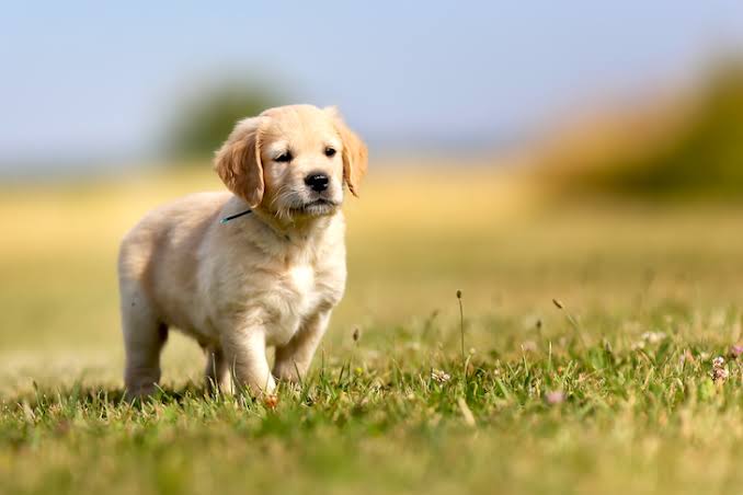 Golden Retriever cachorro