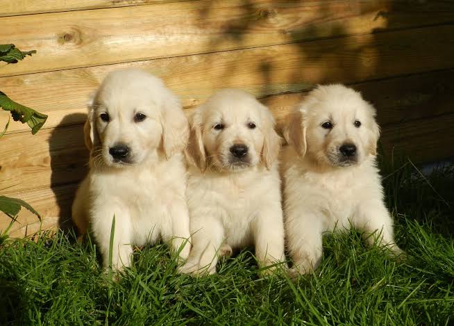 Golden Retriever perro