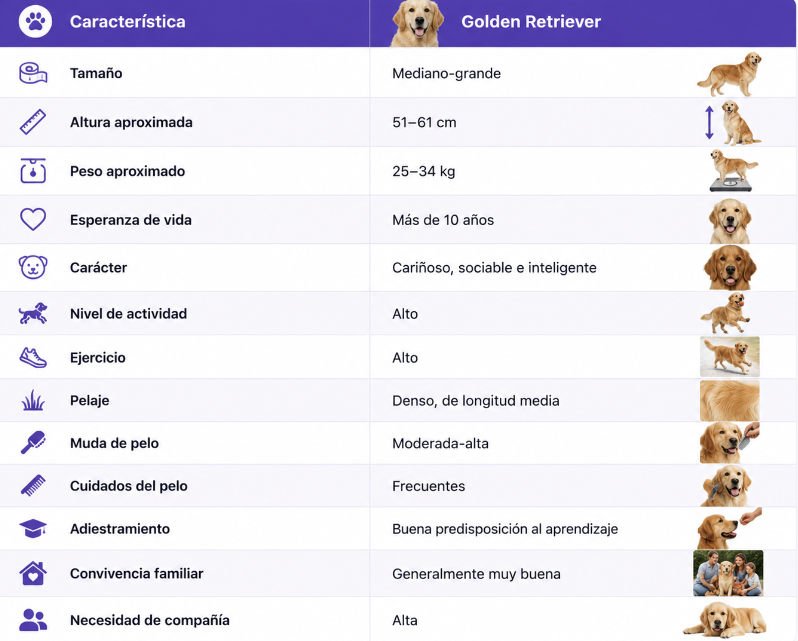 El Golden Retriever protagoniza